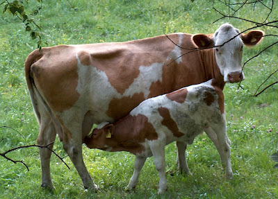 Indian Cows Photo