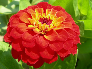 Zinnia Fresh Flower