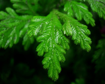 tanaman herbal Cakar Ayam (Selaginella doederleinii Hieron.) 