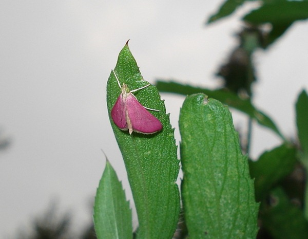 Pink Moth_0
