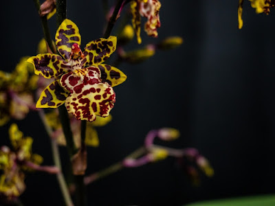 foto de orquideas blancas