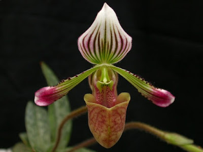 Grow and care Paphiopedilum fowliei orchid - Fowlie's Paphiopedilum