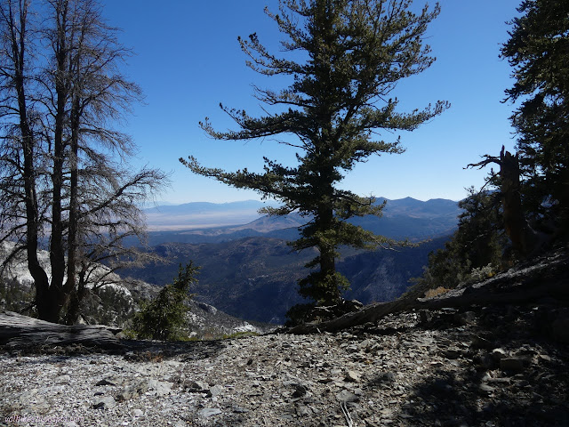 21: foothills and big tree