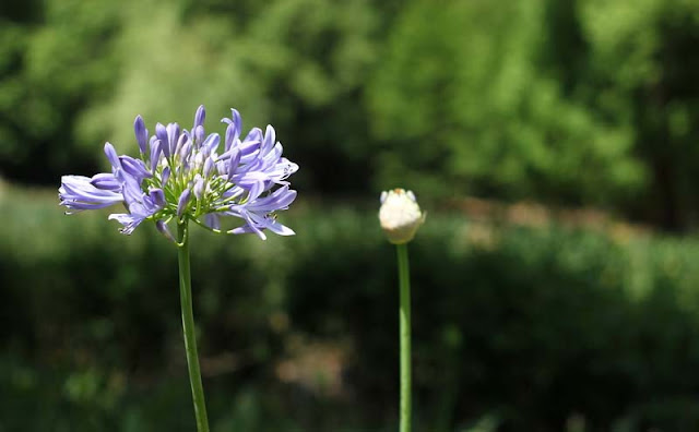 African Lily Flowers Pictures