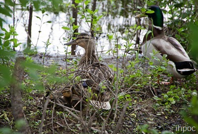 IMG_6872 copy