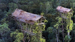 " A M A Z I N G   P A P U A " Suku Korowai tinggal di rumah pohon setinggi 15 hingga 50 meter