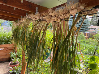 Garlic Drying