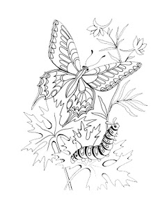 catterpillar butterfly coloring pages,butterfly coloring pages