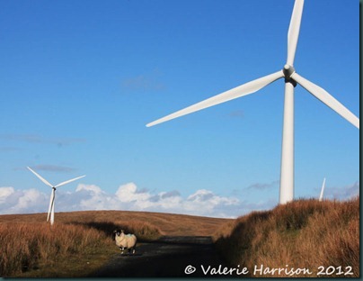34-turbine-and-sheep