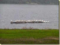 Briggs Woods Pelicans (1)