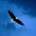 Bald Eagle Pictures - 1600x1200