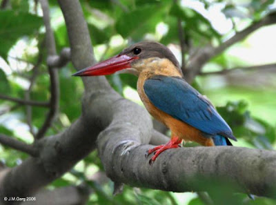 Foto Burung Stork Billed Kingfisher