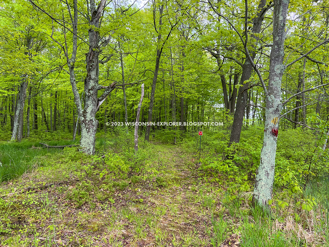 scrubby spring forest and snow shoe trail