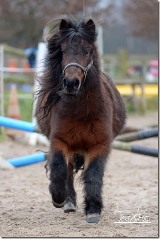 kd_ponysch_freispringen08