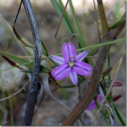 Grampians - fringe lily