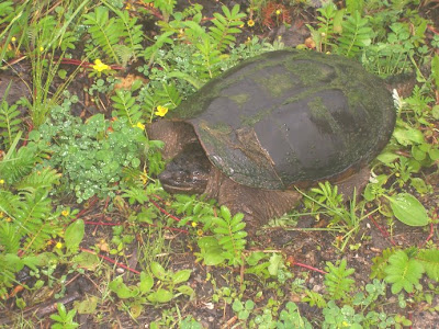 snapping turtle