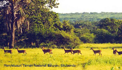 Taman Nasional Baluran Situbondo  