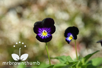 Viola Blackjack flower, black flowers, Gothic gardening