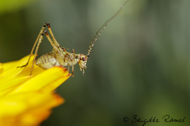 larve de phaneroptera, orthoptere, sauterelle 