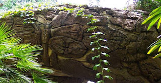 Mysterious Tree In India