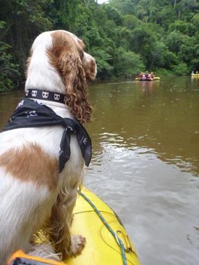 Pets Adventure 9 (126)