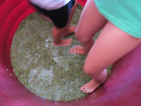 niños pisando uva, vendimia, vino albariño