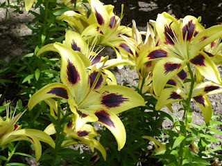 Lilium 'Yellow Hornet' - Lis 'Yellow Hornet' - Hybride de Lys asiatique