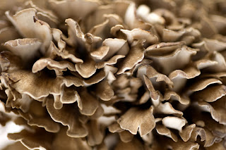 The growths of the maitake mushroom as form that known as a cluster.