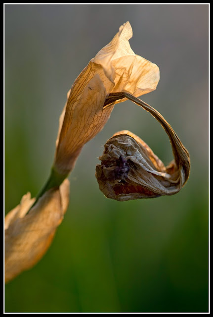 Iris; Irises; Flower; Fading