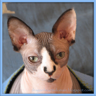 kitten, Sphynx kitten