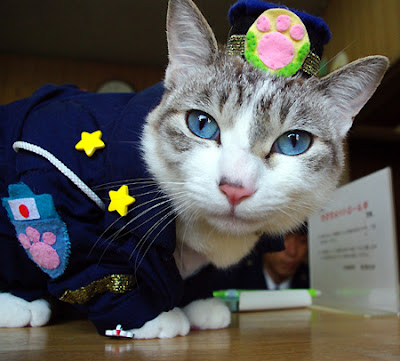 Foto Iemon si kucing polisi dari Kyoto