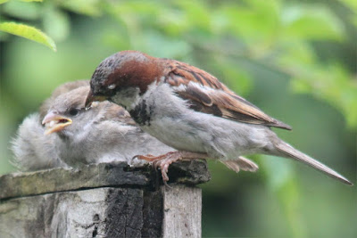 Male house sparrow feeding a youngster