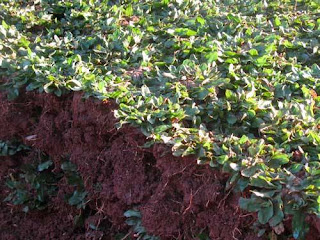 JUAL RUMPUT GAJAH MINI | JUAL ANEKA RUMPUT TAMAN | JASA TUKANG TAMAN | PUSAT TANAMAN HIAS