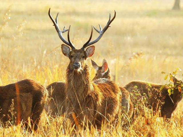 Barasingha in Kanha National park