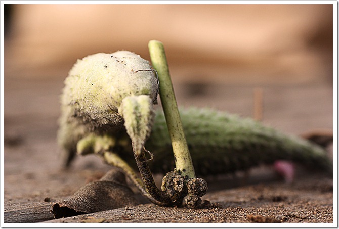 milkweed pod 2 resize