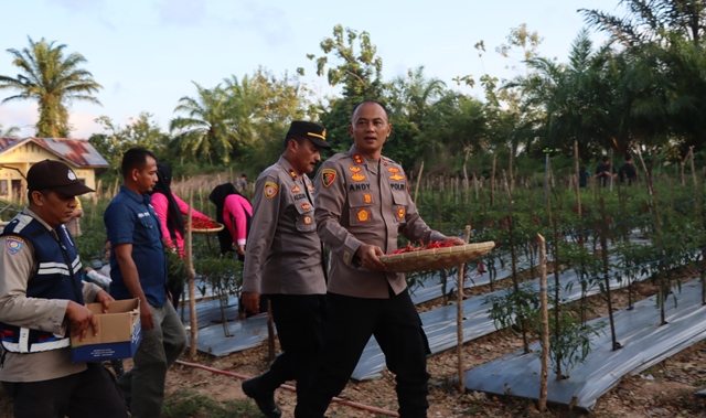 Kapolres Aceh Timur Apresiasi Kapolsek Darul Ihsan Sulap Lahan Kosong Jadi Kebun Cabai