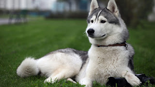 Husky