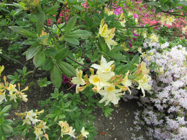 Azalea in Fiore Giardini Villa Taranto