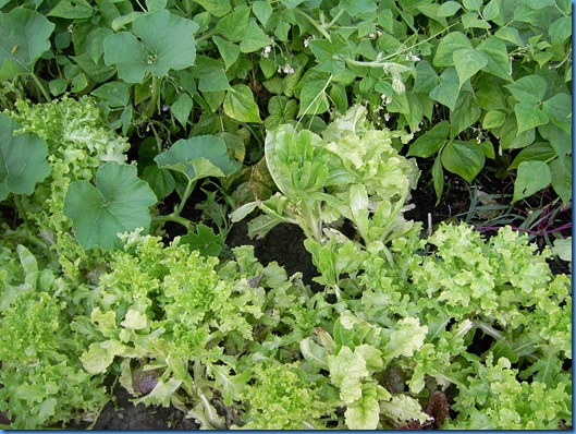 Cukes and garden 013
