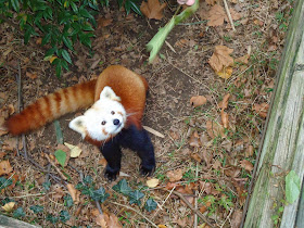 40 Adorable red panda pictures (40 pics), fluffy red panda at the zoo