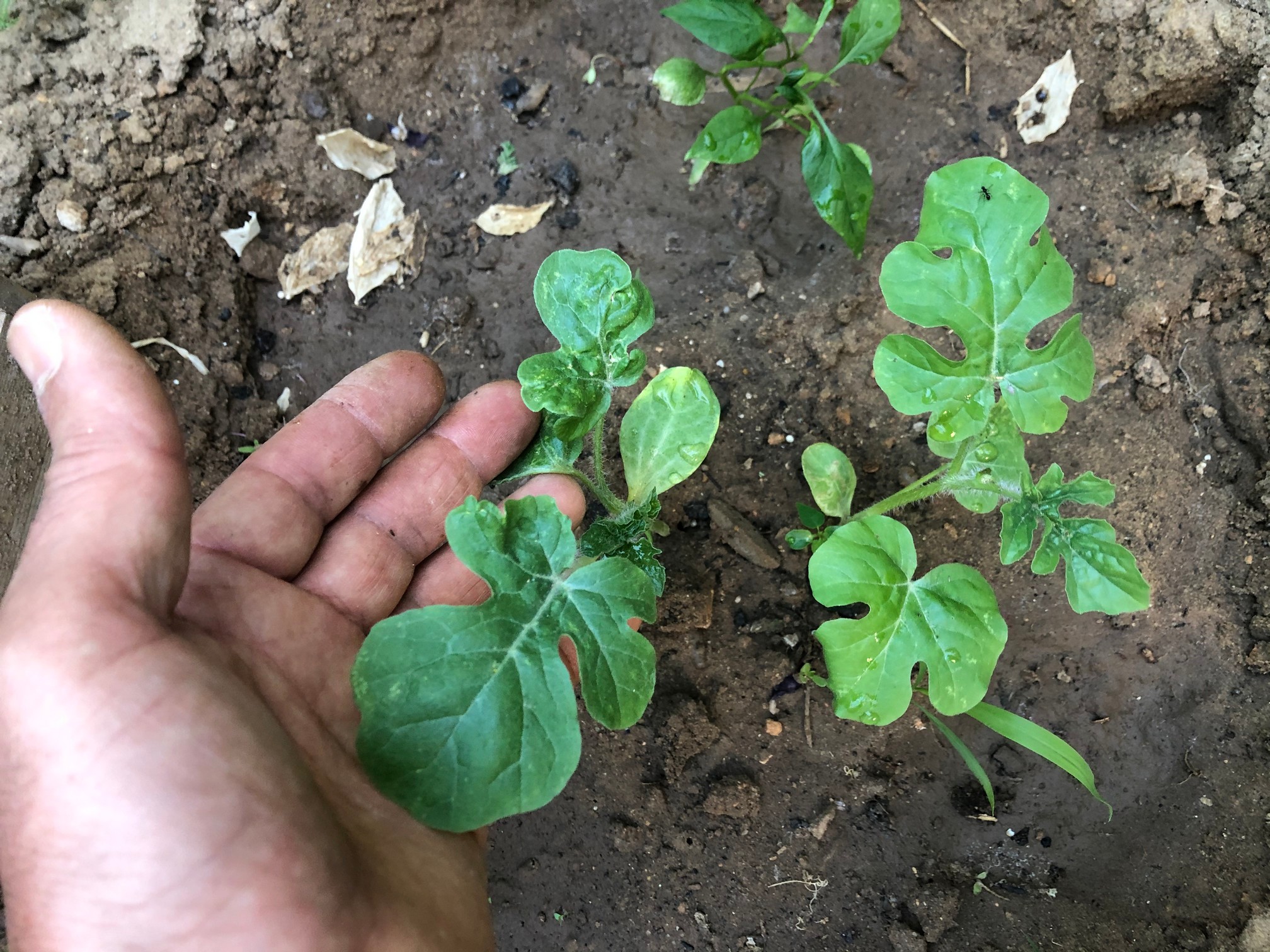 After transplanting watermelon seedlings, provide the following care in the garden: Water the seedlings regularly, ensuring the soil stays consistently moist but not waterlogged, and mulch around the seedlings to retain moisture and suppress weeds.