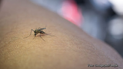 Brasil registra mais de 500 mil casos e 75 mortes por dengue em 2024