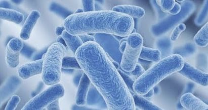 Pengertian Dan Fungsi Dari Probiotik, Prebiotik, Acidifier Dan Fitobiotik - Ilmu Ternak