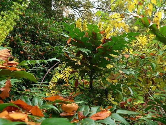P1050239 (2)