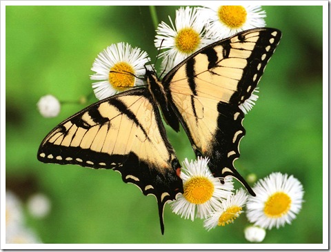 Butterfly_-_Tiger_Swallowtail