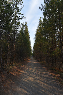 The Great Trail Beaverdell BC.