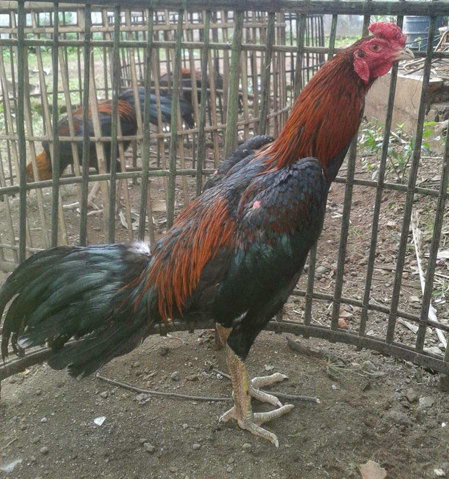  Ayam  Aduan Garut AYAM BANGKOK SUPER  TERJUAL KE KOREA