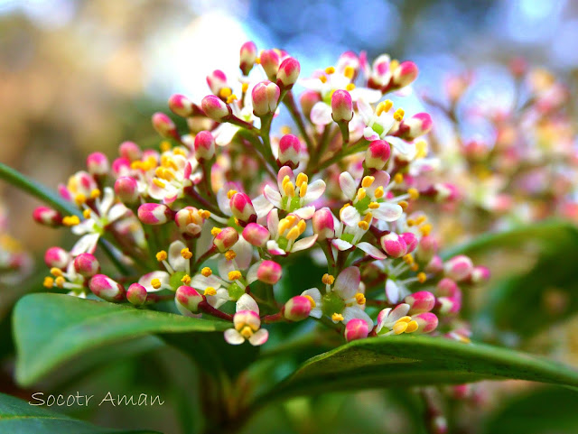 Skimmia japonica