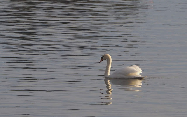 lingonberryhouse, lintuviikko, joutsen, birds, swan, lintu 