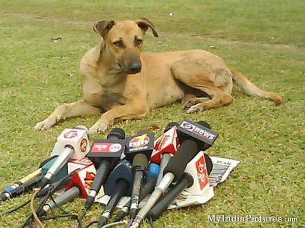 Dog News Conference funny